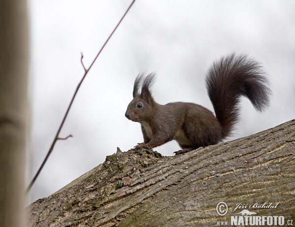 Veverica stromová (Sciurus vulgaris)