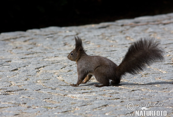 Veverica stromová (Sciurus vulgaris)