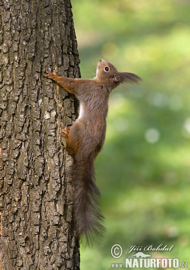 Veverica stromová (Sciurus vulgaris)