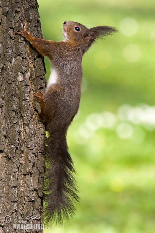 Veverica stromová (Sciurus vulgaris)