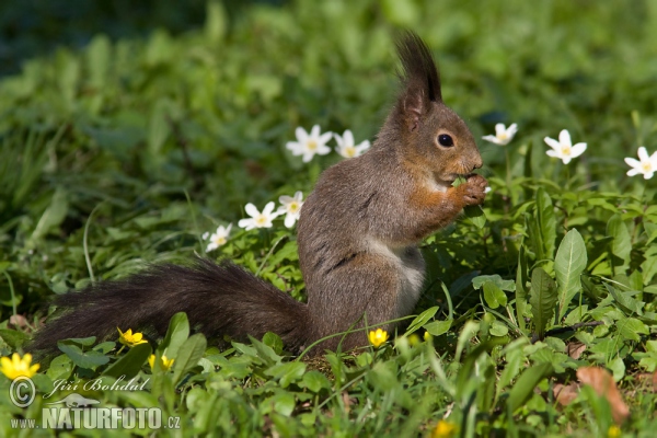 Veverica stromová (Sciurus vulgaris)