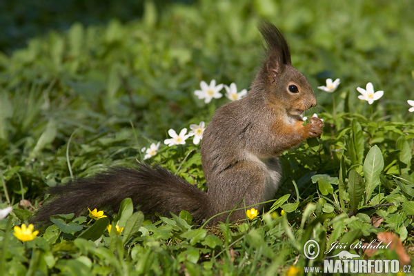 Veverica stromová (Sciurus vulgaris)