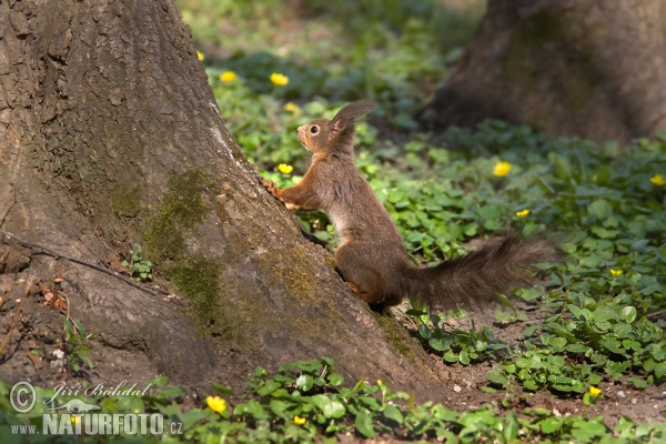 Veverica stromová (Sciurus vulgaris)