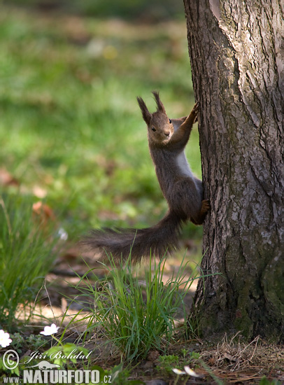 Veverica stromová (Sciurus vulgaris)