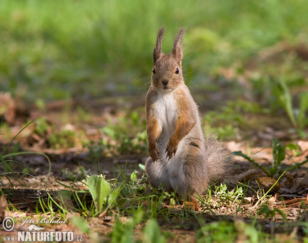 Veverica stromová (Sciurus vulgaris)