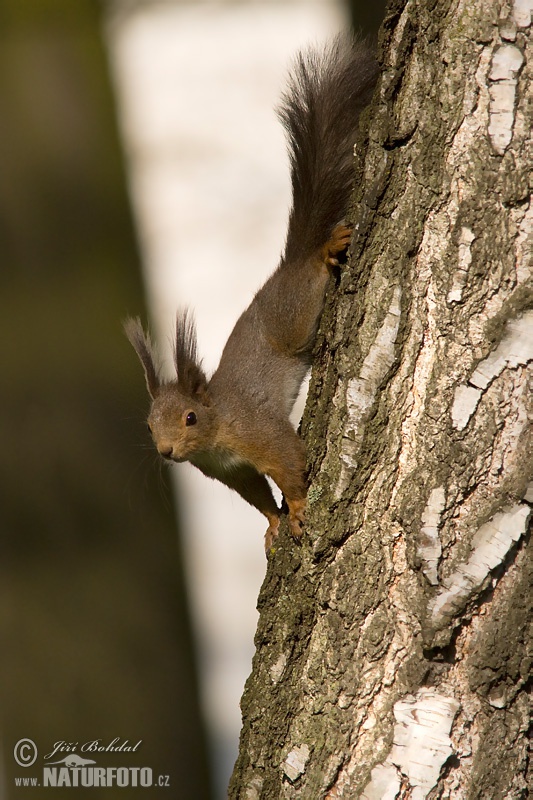 Veverica stromová (Sciurus vulgaris)