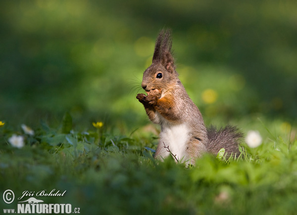 Veverica stromová (Sciurus vulgaris)