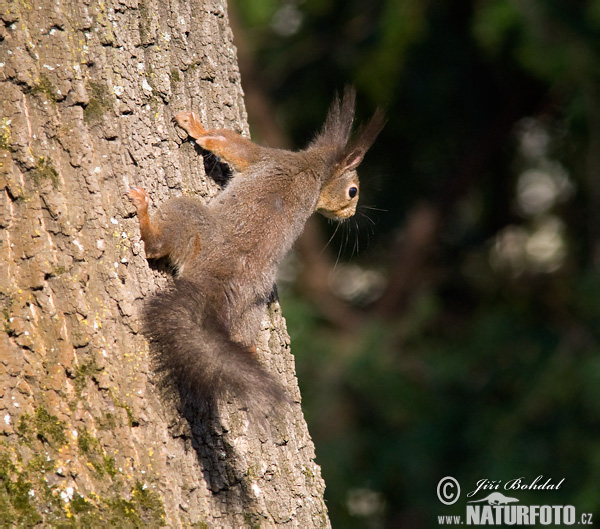 Veverica stromová (Sciurus vulgaris)