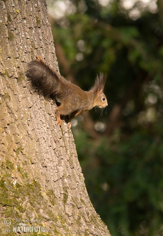 Veverica stromová (Sciurus vulgaris)