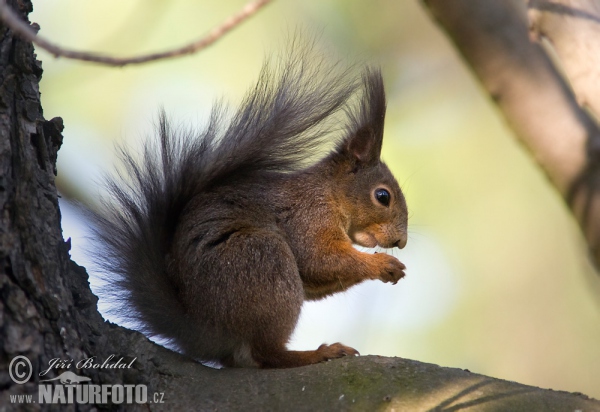 Veverica stromová (Sciurus vulgaris)