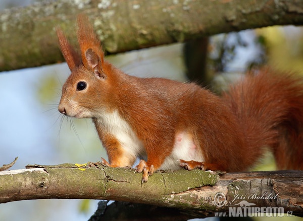 Veverka obecná (Sciurus vulgaris)