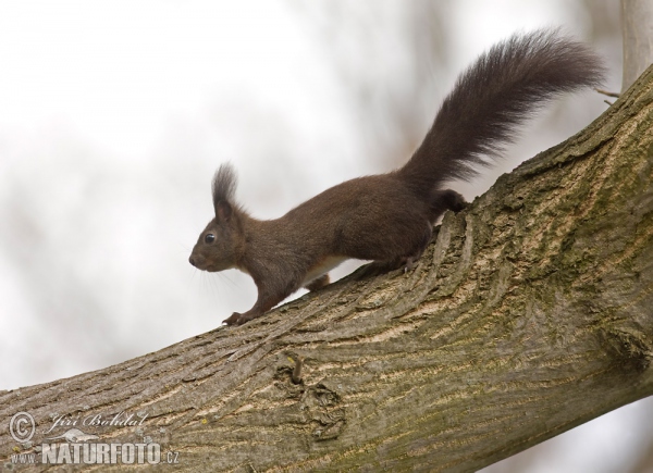 Veverka obecná (Sciurus vulgaris)