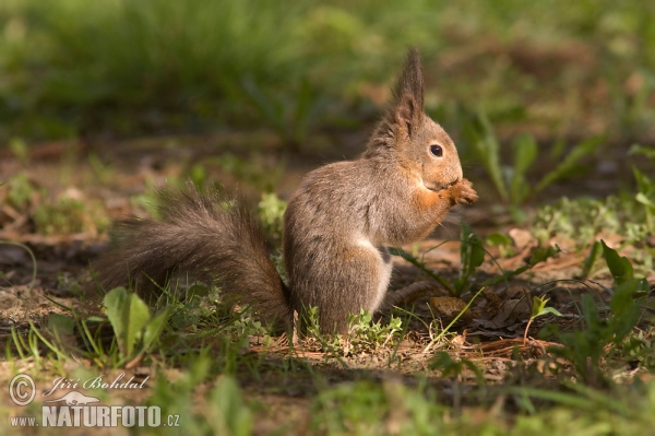 Veverka obecná (Sciurus vulgaris)