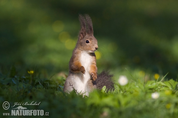 Veverka obecná (Sciurus vulgaris)