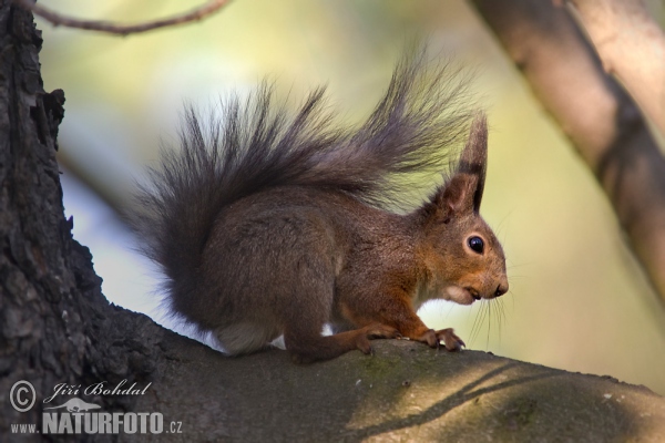 Veverka obecná (Sciurus vulgaris)