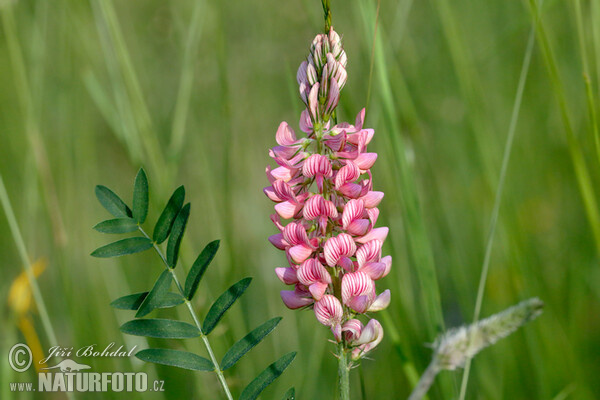 Vičenec ligrus (Onobrychis viciifolia)