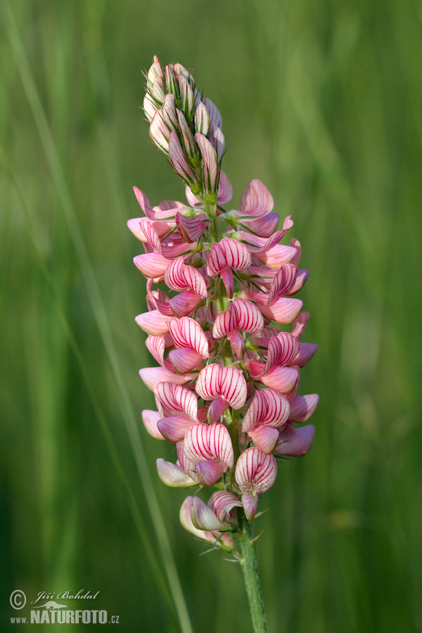 Vičenec vikolistý (Onobrychis viciifolia)