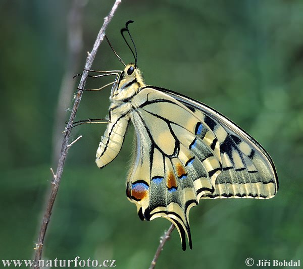 Vidlochvost feniklový (Papilio machaon)