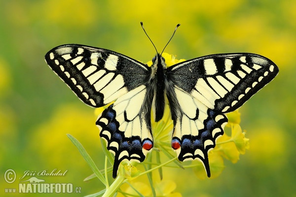 Vidlochvost feniklový (Papilio machaon)