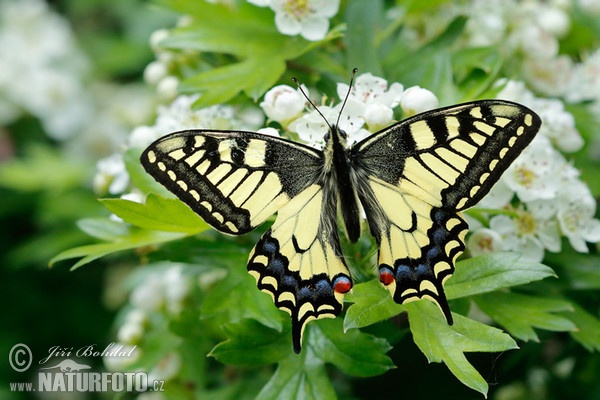 Vidlochvost feniklový (Papilio machaon)