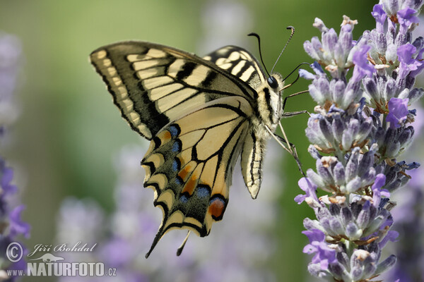 Vidlochvost feniklový (Papilio machaon)