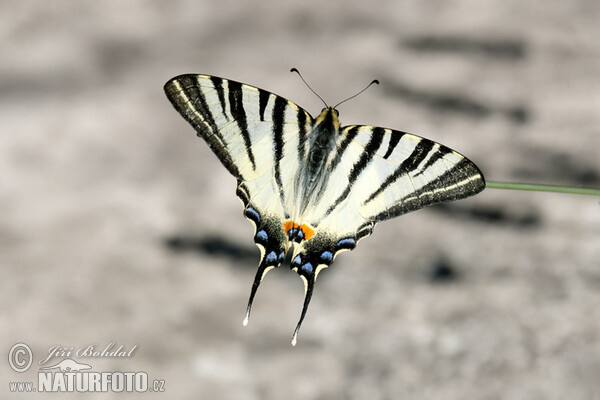 Vidlochvost ovocný (Iphiclides podalirius)