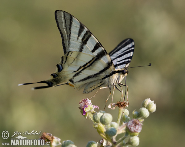 Vidlochvost ovocný (Iphiclides podalirius)