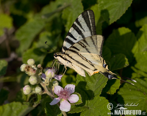 Vidlochvost ovocný (Iphiclides podalirius)