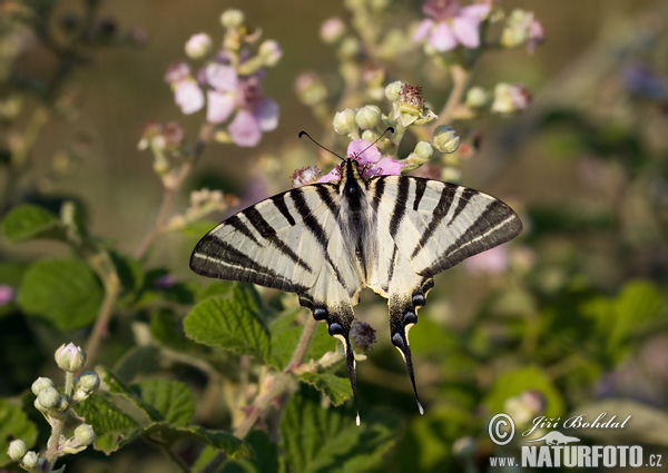 Vidlochvost ovocný (Iphiclides podalirius)