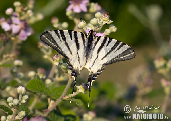 Vidlochvost ovocný (Iphiclides podalirius)