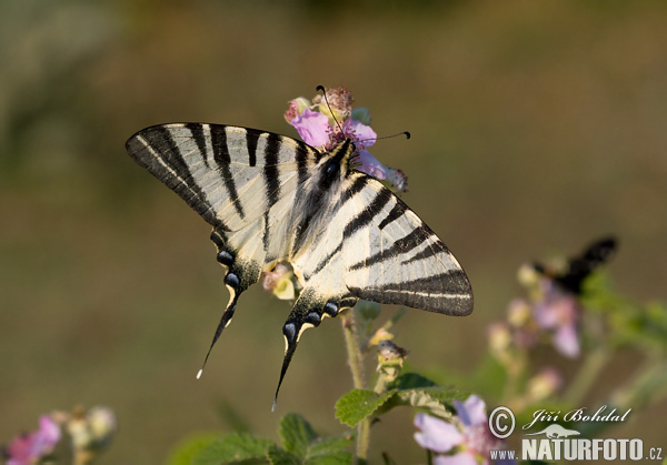 Vidlochvost ovocný (Iphiclides podalirius)