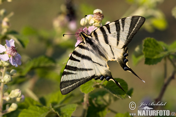 Vidlochvost ovocný (Iphiclides podalirius)