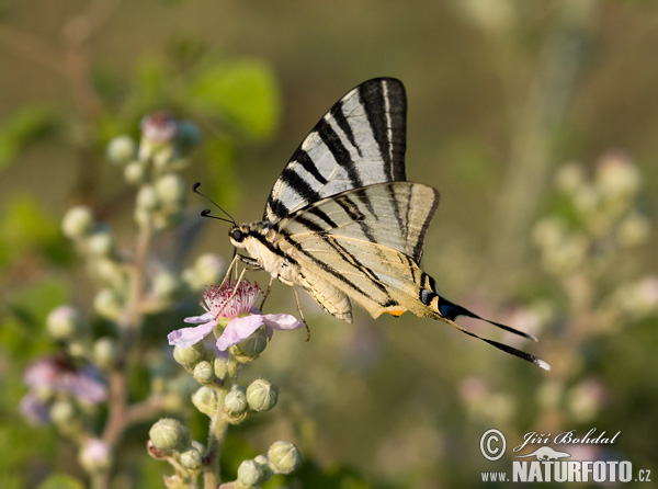 Vidlochvost ovocný (Iphiclides podalirius)