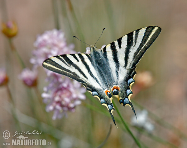 Vidlochvost ovocný (Iphiclides podalirius)