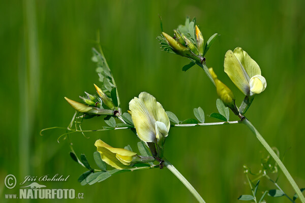 Vikev velkokvětá (Vicia grandiflora)