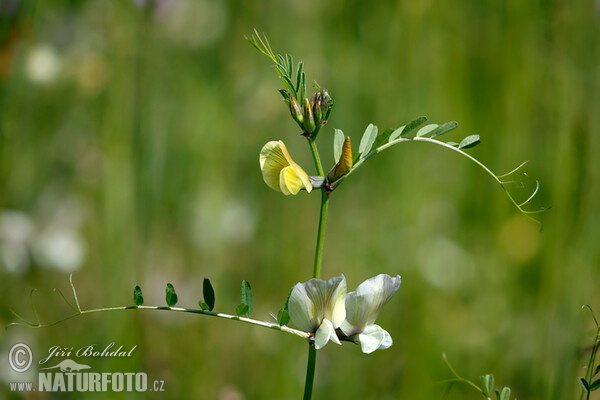 Vikev velkokvětá (Vicia grandiflora)