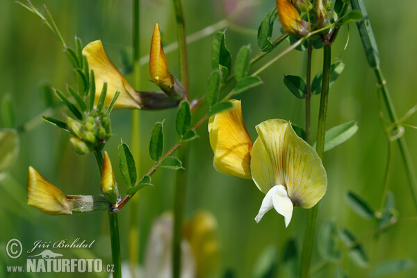 Vikev velkokvětá (Vicia grandiflora)
