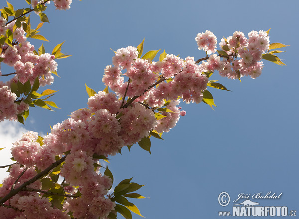 Višeň pilovitá - sakura (Prunus serrulata)