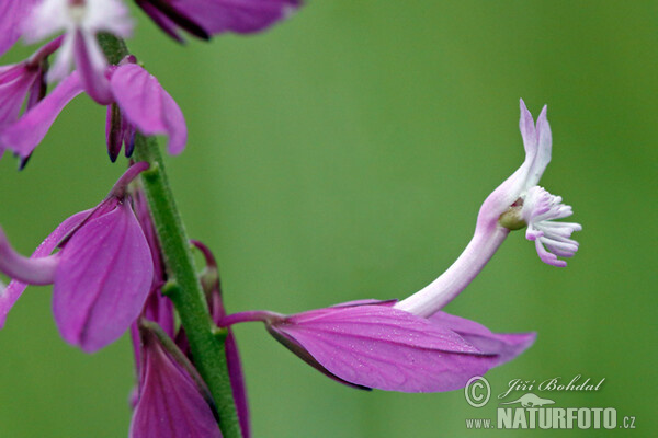 Vítod větší (Polygala major)