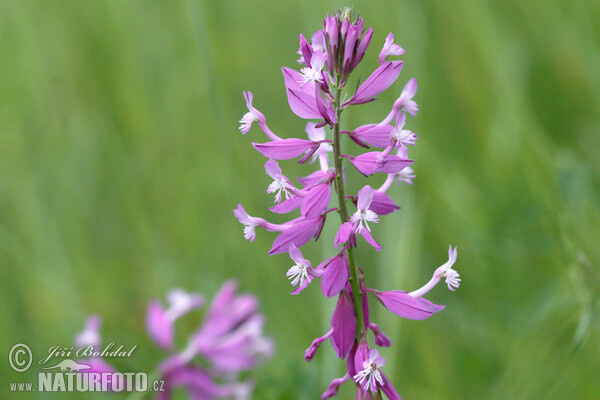 Vítod větší (Polygala major)