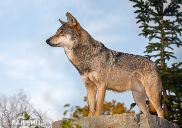 Vlk dravý (Canis lupus)