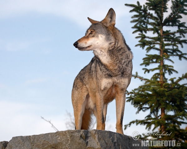 Vlk dravý (Canis lupus)