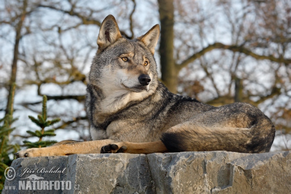 Vlk dravý (Canis lupus)