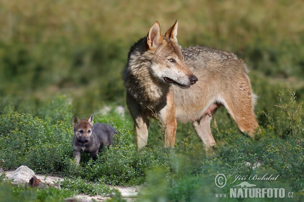 Vlk dravý (Canis lupus)