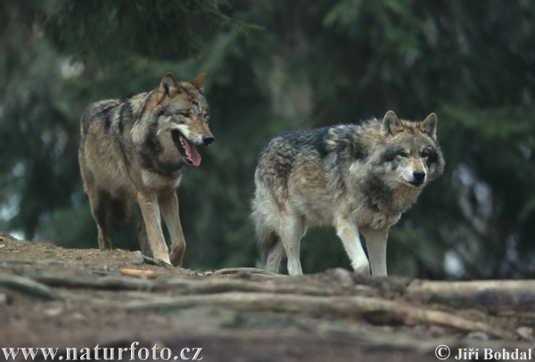 Vlk dravý (Canis lupus)