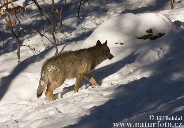 Vlk dravý (Canis lupus)