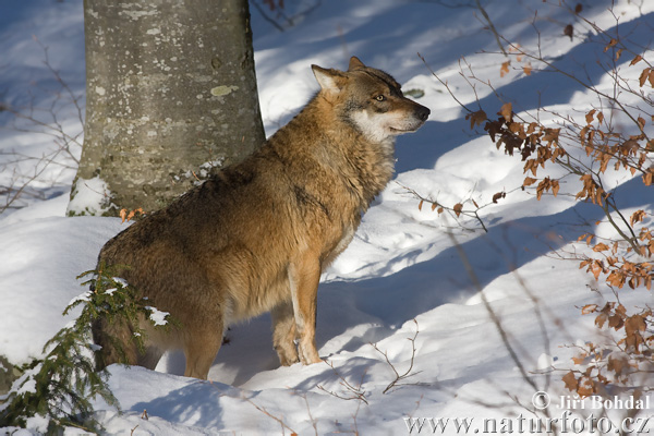 Vlk dravý (Canis lupus)