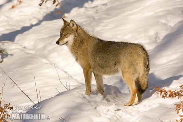 Vlk dravý (Canis lupus)