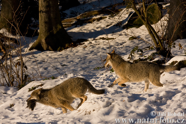 Vlk dravý (Canis lupus)