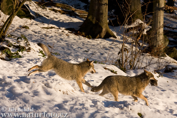 Vlk dravý (Canis lupus)